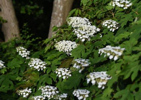 Pruning Oakleaf Hydrangea The Comprehensive Guide For Healthy Blooms