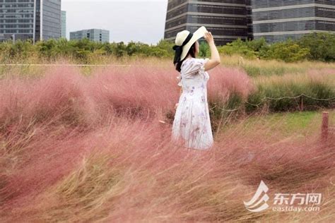 “黄金周”打卡粉色花海，申城粉黛乱子草正值最佳观赏期 公园 上海 地区