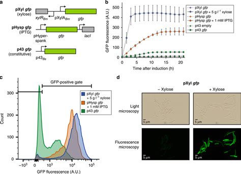 Heterologous Protein Expression And Promoter Evaluation In Sr7 A Download Scientific Diagram