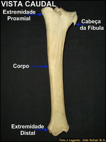 Tíbia e fibula 47 Anatomia Veterinária I