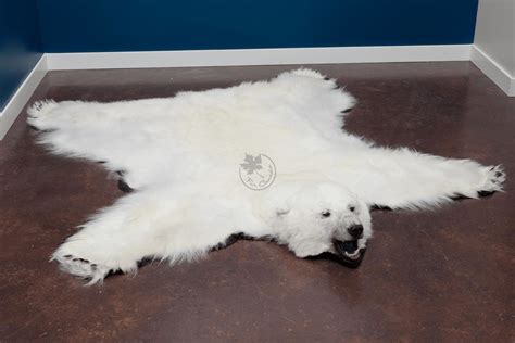 Polar Bear Skin Rugs – FurCanada