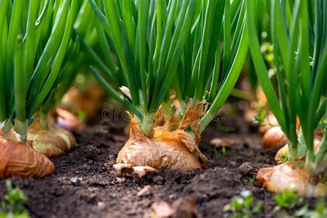 Plantation D Oignon Image Stock Image Du Chemin E Abondant