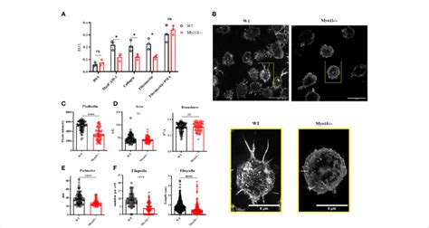 Cell Adhesion And Spreading A Cell Adhesion To Madcam