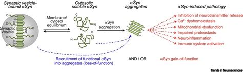 α Synuclein In Synaptic Function And Dysfunction Trends In Neurosciences