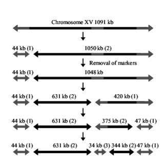 Diagram of chromosome splitting. In the first step, a splitting vector ... 