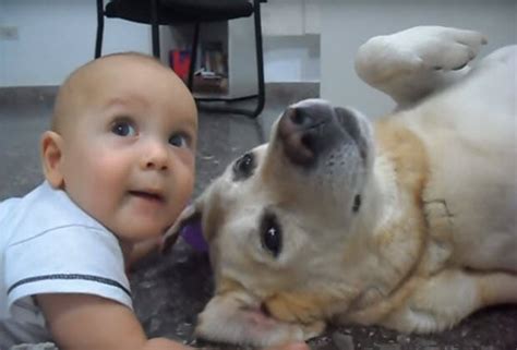 Awesome Labrador Letting Cute Baby Do Whateverand You Gonna Love It