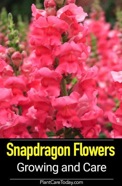 Snapdragon Care: Tips On Growing The Snapdragon Flower | Snapdragon ...