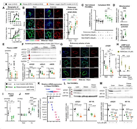 Increased Mitochondrial Derived ROS And Decreased SGC Enzyme Expression