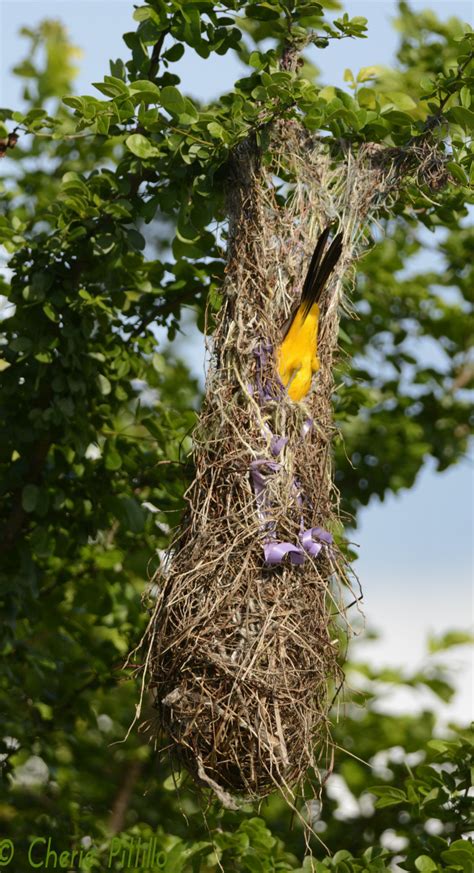 Altamira Oriole pendulous nest – The Yucatan Times