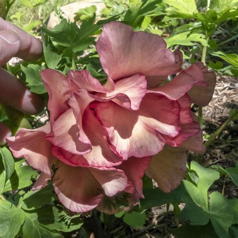 Lutea Hybrid Tree Peony Paeonia Ruffled Sunset In The Peonies