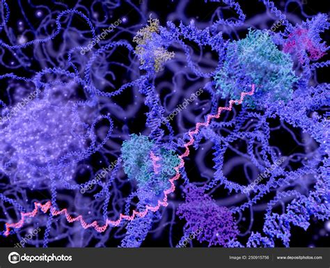 Cell Nucleus Dna