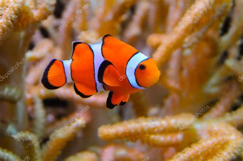 Pez Payaso Anemonefish Amphiprion Ocellaris Nadan Entre Los