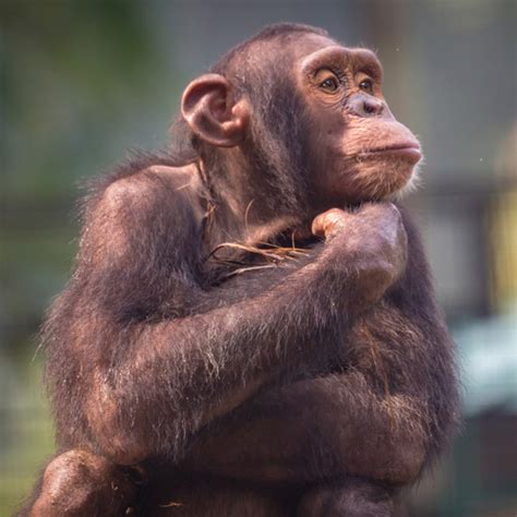 singe definition signification  synonymes le dictionnaire