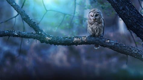 Owl Wallpapers Hd Wallpapers Id 27045