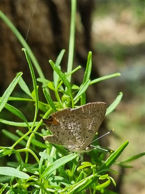 Eltham Copper Butterfly From Nyora Road Eltham VIC 3095 Australia On