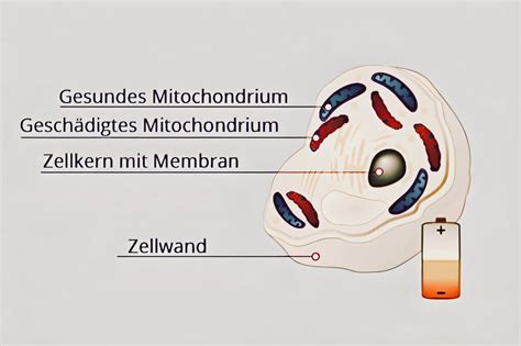 Was passiert wenn Mitochondrien geschädigt sind permed