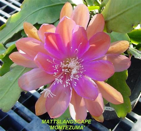 Plant Database Entry For Orchid Cactus Epiphyllum Agatha With One Image