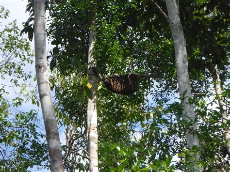 Conserving Forests using Honey Bees