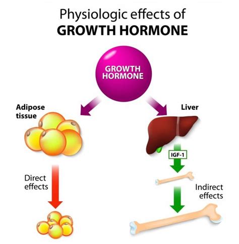 Growth Hormone Therapy | risks, cost, side effects