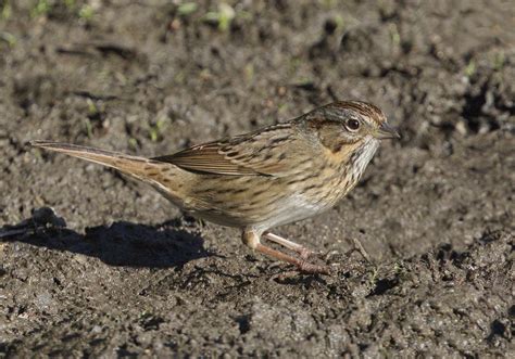 Lincolns Sparrow San Diego Bird Spot