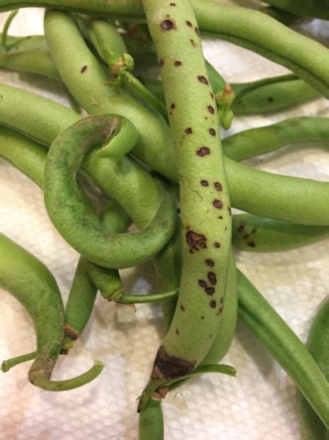 Black Spots On Green Beans