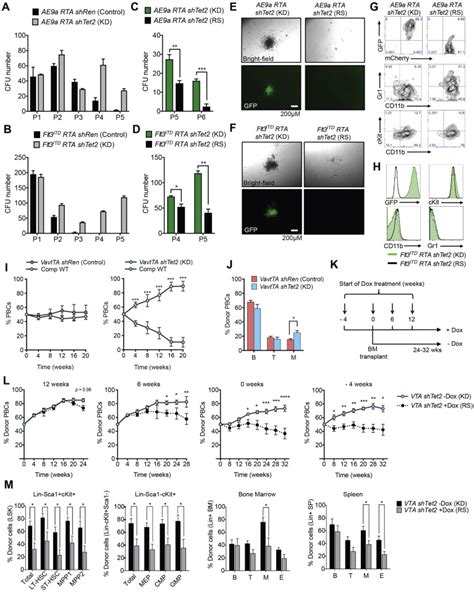 Restoration Of Tet Function Blocks Aberrant Self Renewal And Leukemia