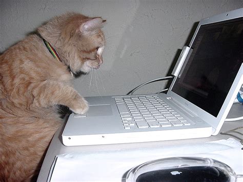 computer cat | Online Learning at PCC