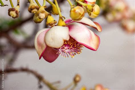 Flower Sal Tree Stock Photo | Adobe Stock