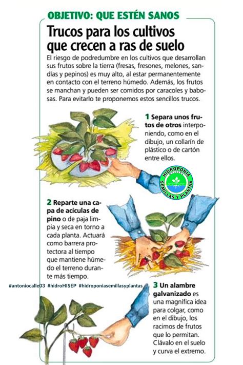 Cultivo De Hortalizas Manejo Fitosanitario