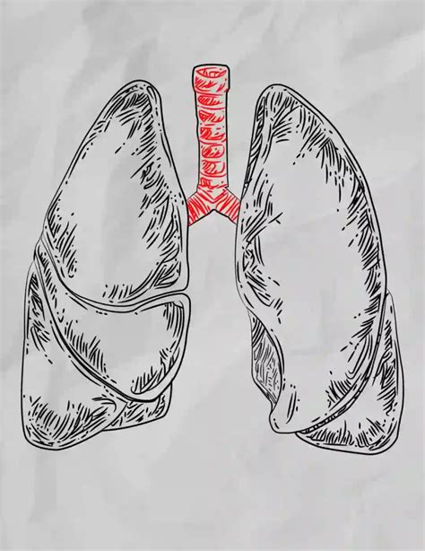 How To Draw The Lungs Step By Step Storiespub