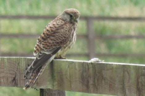 Kestrel Falco Tinnunculus Irish Birding