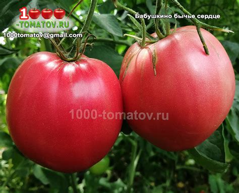 ТОМАТЫ – СОРТА, ПОСПЕВШИЕ ПЕРВЫМИ В СЕЗОН 2022 ч.3 | 1000 томатов | Дзен