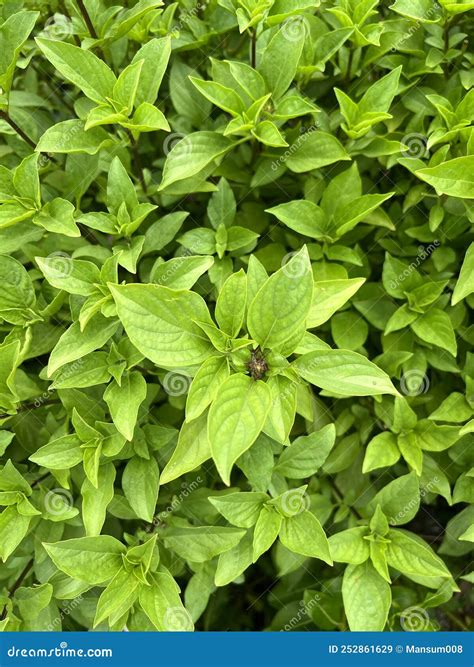 Fresh Ocimum Basilicum Plant In Nature Garden Stock Image Image Of