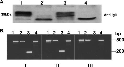 Transcriptional Gene Silencing Reveals Two Distinct Groups Of Entamoeba