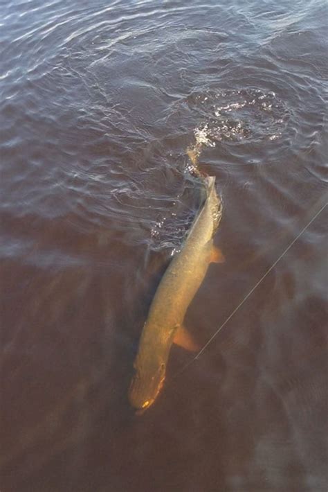 Lake Vermilion Fishing Spots - Unique Fish Photo