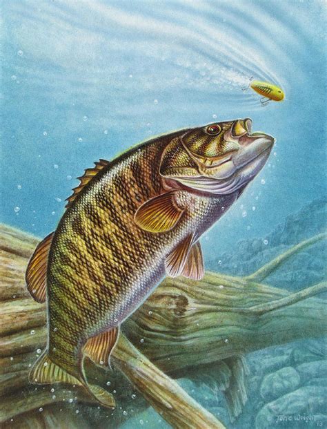 Smallmouth Bass Drawing at PaintingValley.com | Explore collection of ...