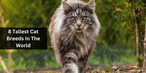 Tallest Cat Breeds In The World