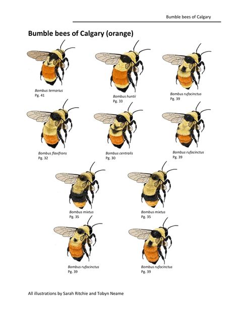 Free Printable Bee Identification Charts [PDF]