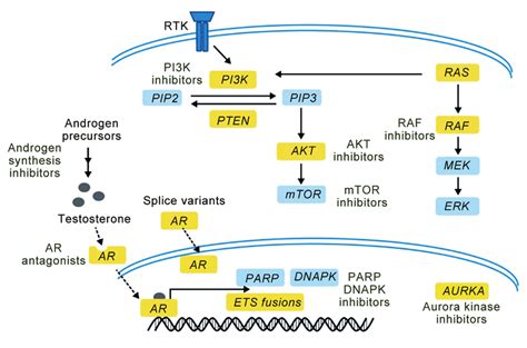 Pathway Guided Treatment In Prostate Cancer This Diagram Highlights Download Scientific