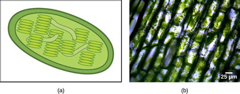 Biology 2e Biological Diversity Protists Eukaryotic Origins Opened Cuny