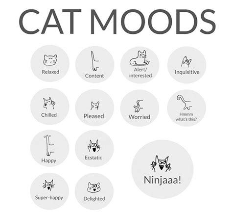 Cat Moods Explained What Is Your Cat Thinking