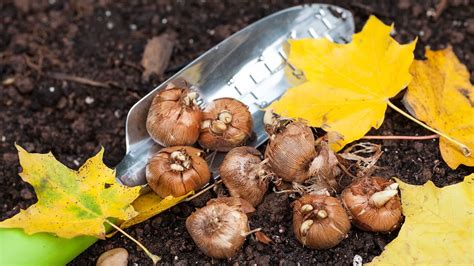 Cómo plantar bulbos de primavera en otoño y evitar el ataque de