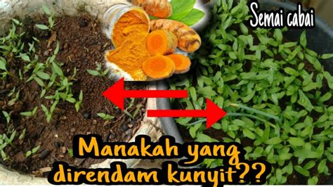 Cara Menyemai Cabe Pake Kunyit Mana Yang Lebih Cepat Tumbuh