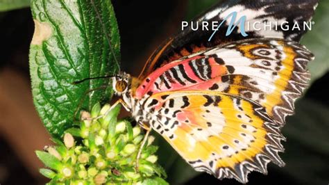 Butterflies Are Blooming At Frederik Meijer Gardens Pure Michigan