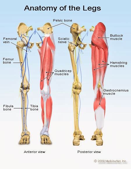 Human&Animal Anatomy and Physiology Diagrams: Anatomy of Legs