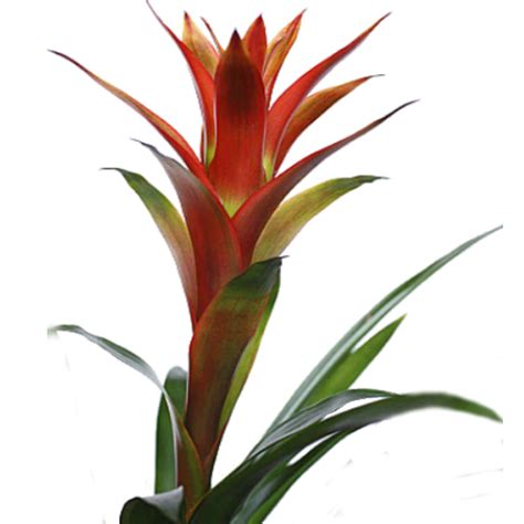 Bromeliad