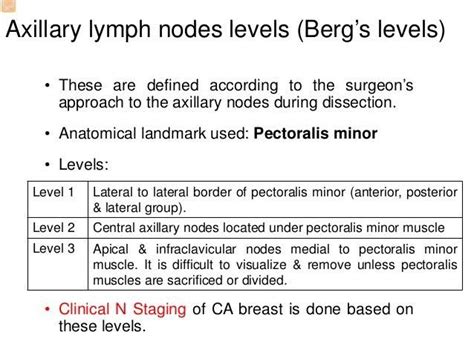 Axillary Lymph Nodes Groups Kaydengroyoung