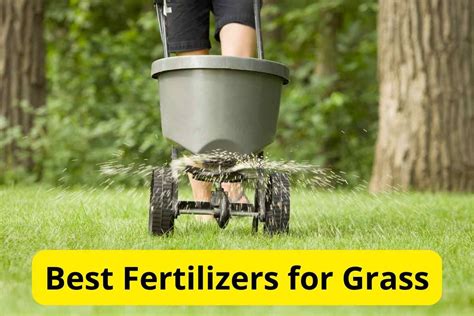 7 Best Fertilizers For Grass In 2024 [reviews] Lawnstarter