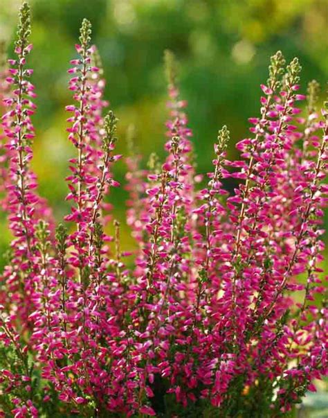 Calluna vulgaris 'Aphrodite' (Heather)