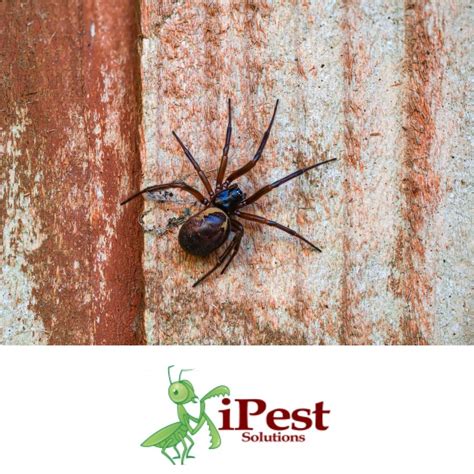 How To Identify The False Black Widow San Antonio College Station Pest Control Ipest